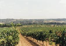 bodegassangines2