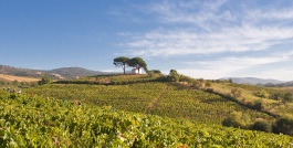 bodegasvinosdearganza2