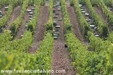 bodegaslosaguilares3