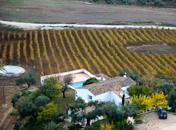 descalzos_viejos_vinedo