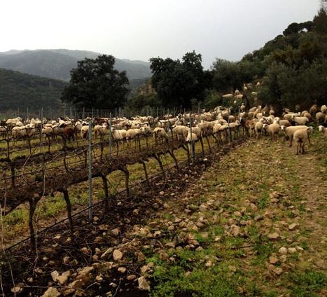 descalzos_viejos_vinedo2