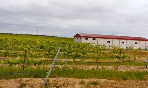 bodegasdomingoguzman2