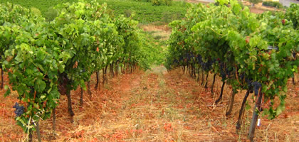 Logo from winery Bodega Cobertizo de Viña Ramiro