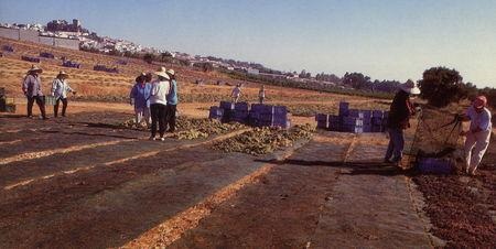 bodegastalbala1