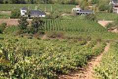 bodegaspeique1