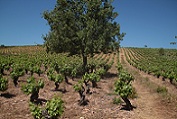 bodegaspeique2