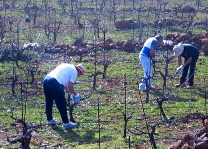 vinyaflortenerife4