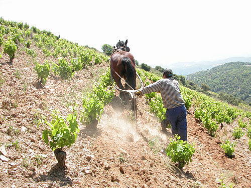 bodegasalvaropalacios1