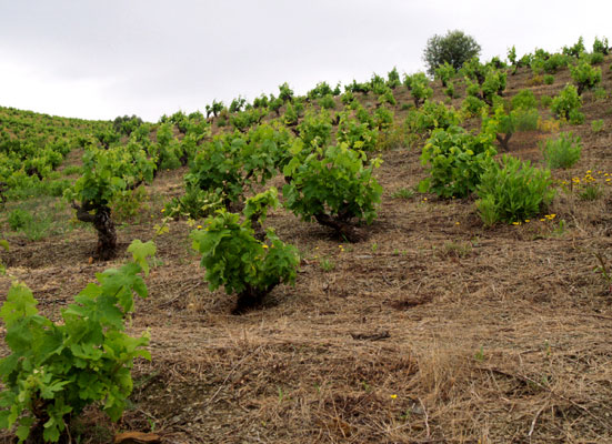 bodegaspriorpons4