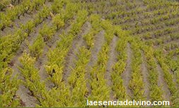 bodegaspuigpriorat1