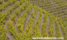 bodegaspuigpriorat1