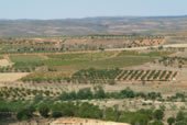 bodegascoovillarroya2