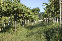 bodegasadegaluz2