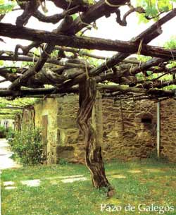 bodegaspazodegalegos2