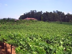 bodegaspazoasbarreiras4