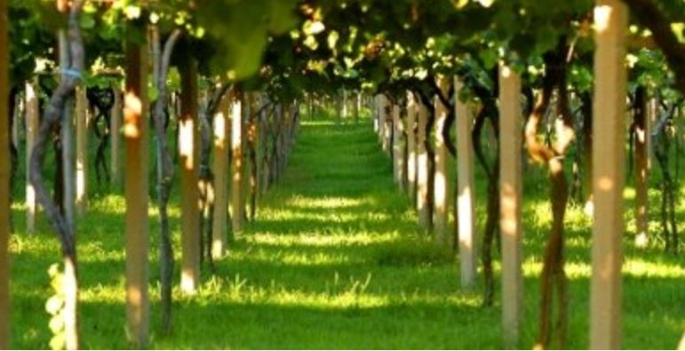 condes_albarei_vinedo
