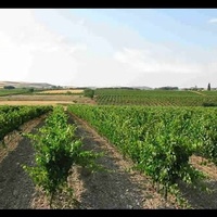 bodegaspagopenafiel1