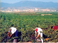 bodegassanvalero2