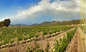 bodegasfincacollado3