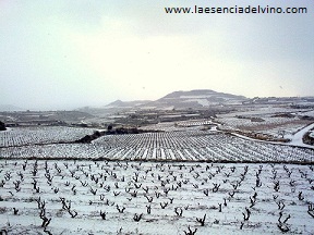 bodegasluiscanas2