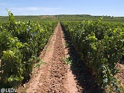 bodegasmartinezcorta2