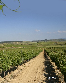 bodegasmartinezpalacios3