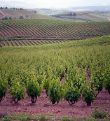 bodegasquirogadepablo4