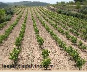 bodegascoopgandesa2