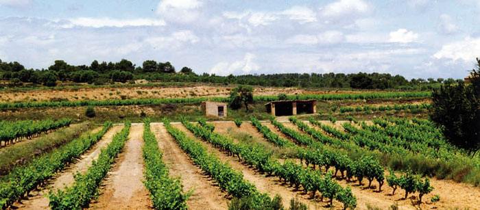 bodegascellerstarrone2