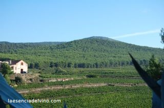 bodegascellerstriada3