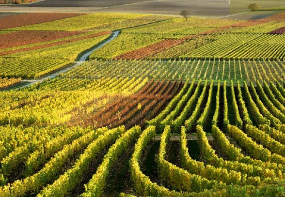 bodegasvinadoresartesanos1