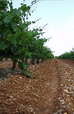 bodegasorodecastilla2