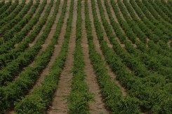 bodegasmarquesderiscalrueda1