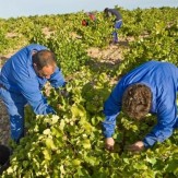 bodegasmarquesderiscalrueda4