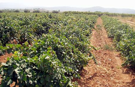 bodegasbaroniadeturis2