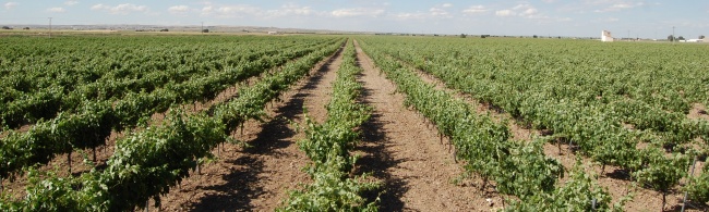 bodegascastejon1