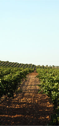 bodegaslagunamadrid2