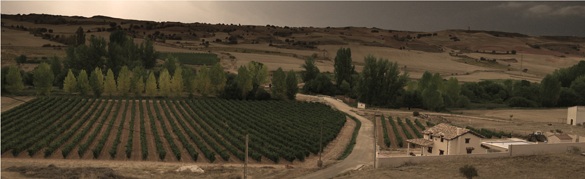 bodegasyvinyedosacenya1