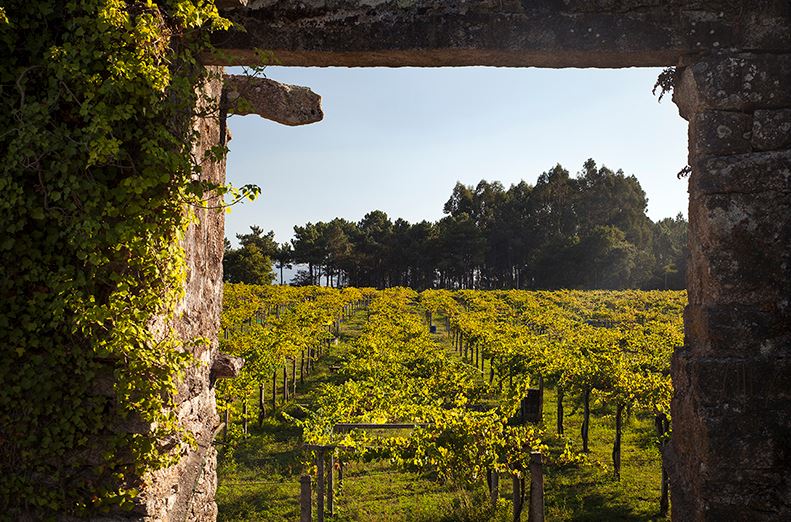 bodegas_corisca_vinedo