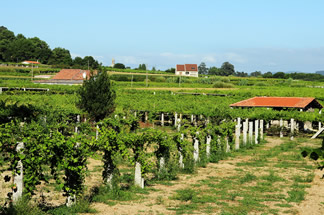 bodegascastrocelta2