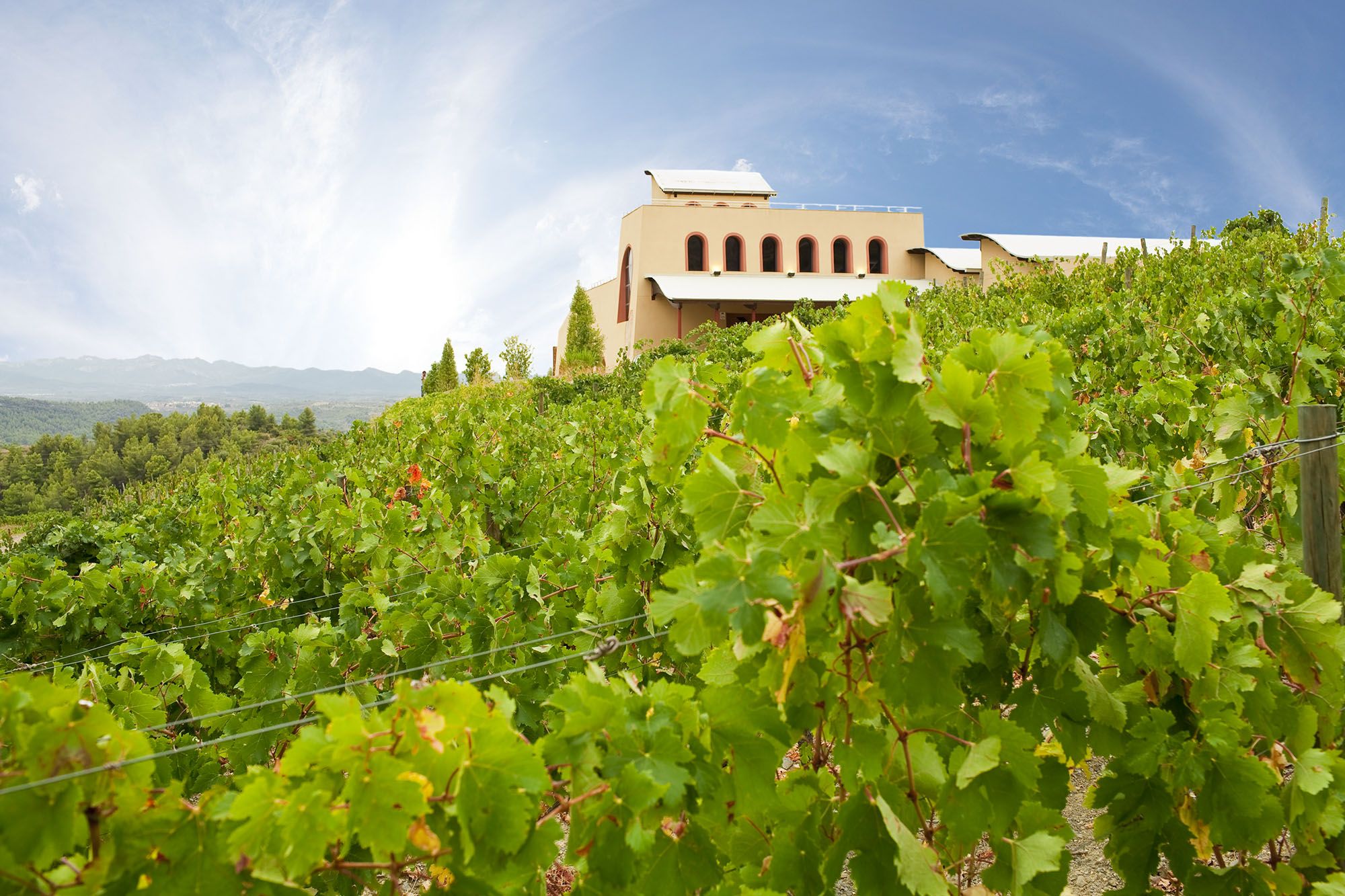 bodegasagnesdecervera1