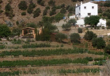 bodegassanchezrosado1