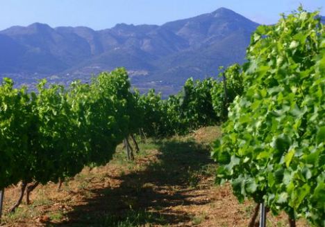 bodegassanchezrosado2