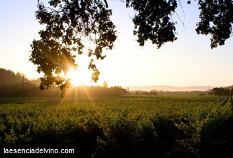 bodegasgarmendia1