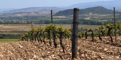 vinyedossierracantabria2