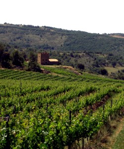 bodegasuncastellum2