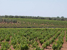 bodegasmiguelgrueso3