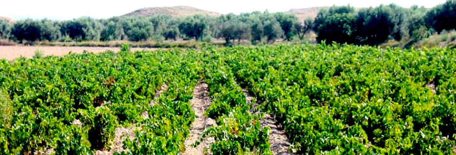 bodega_del_jardin_vinedo