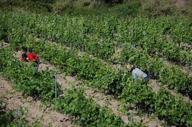 bodegasgarciadeverdevique1