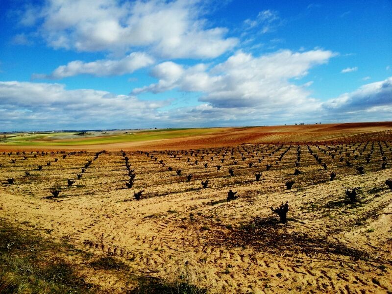 bodegastriton1